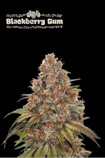 (Bild für) Blackberry Gum Auto Feminised Seeds