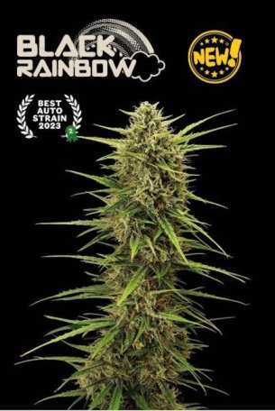 (Bild für) Black Rainbow Auto Feminised Seeds