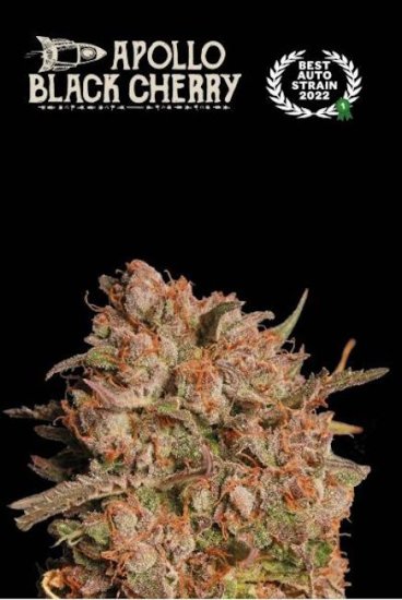 (Bild für) Apollo Black Cherry Auto Feminised Seeds