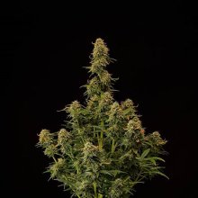 (Bild für) Amaretto Tarmac Auto Feminised Seeds