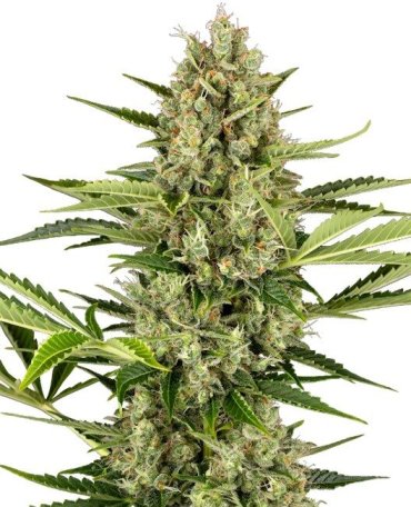 (Bild für) Jack Herer Auto Feminised Seeds