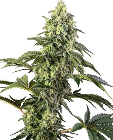 (Bild für) Cosmic Kiss Feminised Seeds