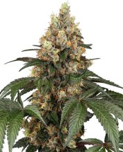 (Bild für) Chocolate Rainbow XXL Feminised Seeds