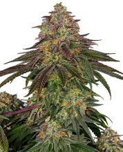 (Bild für) Sweet Cherry Kush Feminised Seeds