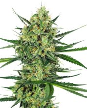 (Bild für) Tangerine Sugar Feminised Seeds