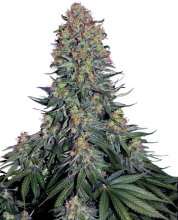 (Bild für) Blue Skunk Feminised Seeds