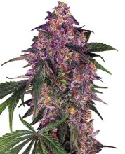 (Bild für) Sensi Purple Kush Feminised Seeds