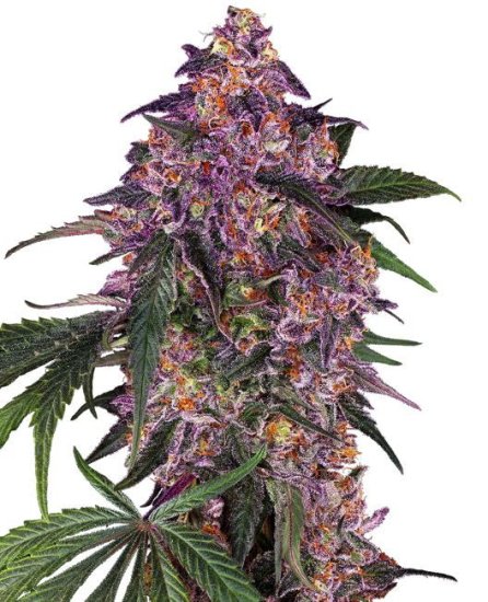 (Bild für) Sensi Purple Kush Feminised Seeds