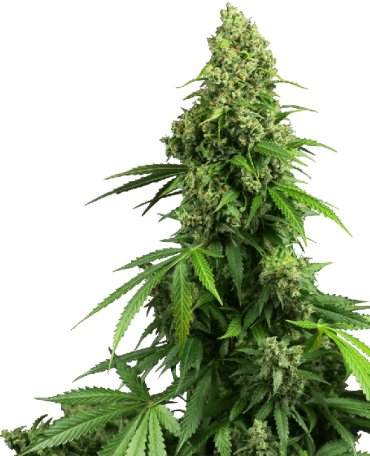 (Bild für) Honey Melon Kush Auto Feminised Seeds