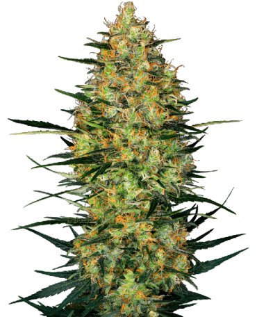 (Bild für) Caramellow Kush Auto Feminised Seeds