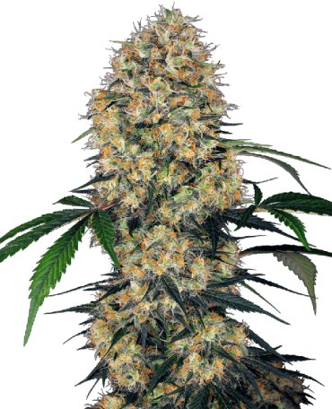 (Bild für) Sensi Amnesia XXL Auto Feminised Seeds