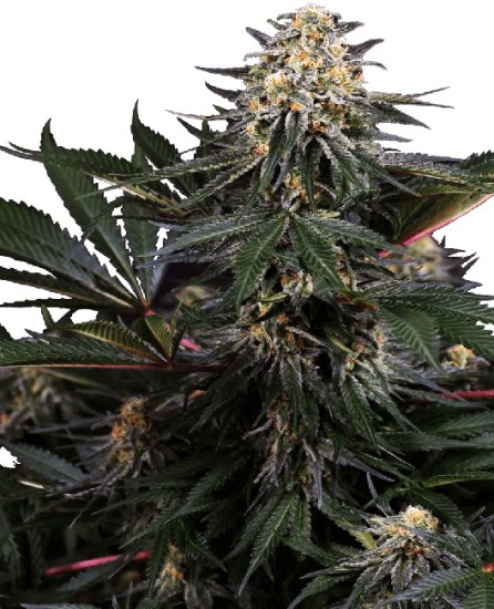 (Bild für) Lockdown Kush Feminised Seeds