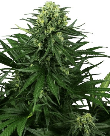 (Bild für) Honey Melon Kush Feminised Seeds