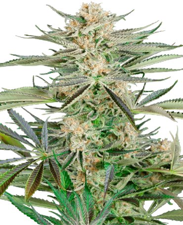 (Bild für) Screwdriver OG Feminised Seeds