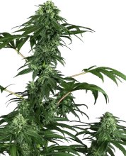 (Bild für) 420 Punch Feminised Seeds