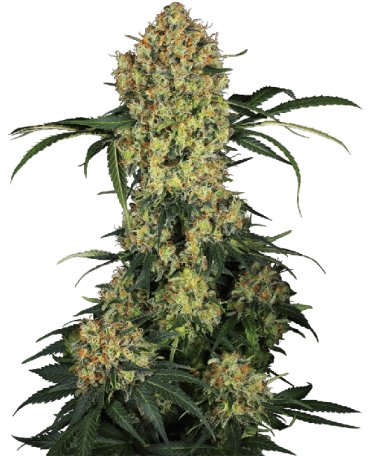 (Bild für) Aloha OG Feminised Seeds