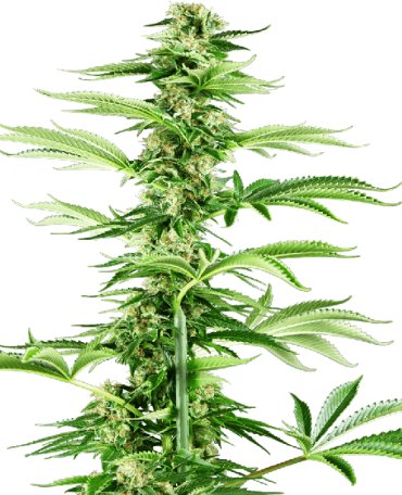 (Bild für) Honey Melon Haze Feminised Seeds