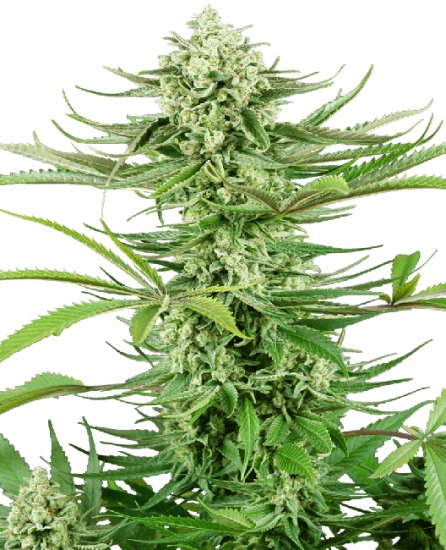 (Bild für) Cashew Kush Feminised Seeds