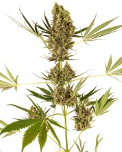 (Bild für) Alpine Delight CBD 30:1 Auto Feminised Seeds