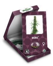 (Bild für) Michka Feminised Seeds