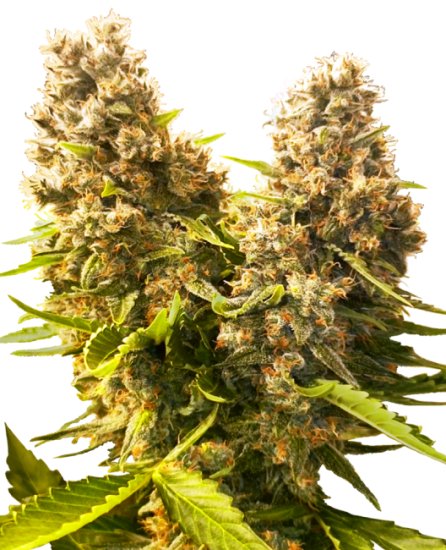 (Bild für) Banana Kush Cake Auto Feminised Seeds