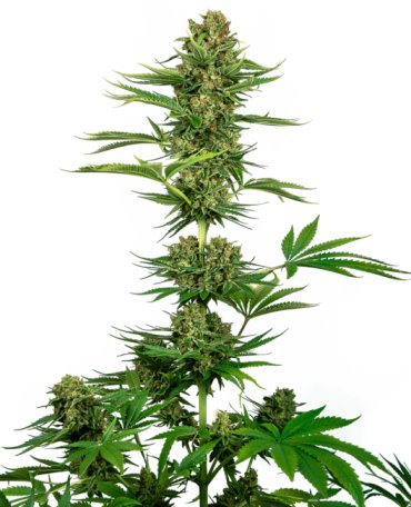 (Bild für) Satin Black Domina CBD Feminised Seeds