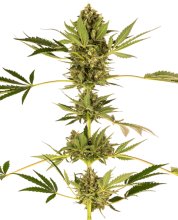 (Bild für) Himalayan CBD Feminised Seeds