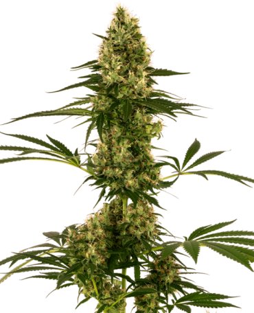 (Bild für) Blue Bullet Auto Feminised Seeds