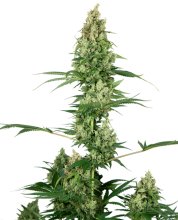 (Bild für) Silver Fire Feminised Seeds