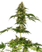 (Bild für) Cobalt Haze Feminised Seeds