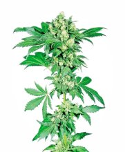 (Bild für) Afghani #1 Feminised Seeds