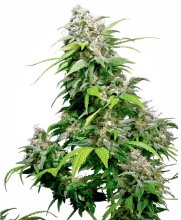 (Bild für) California Indica Feminised Seeds