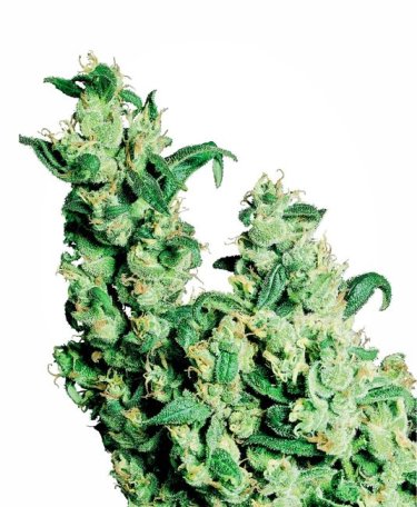 (Bild für) Jack Herer Feminised Seeds