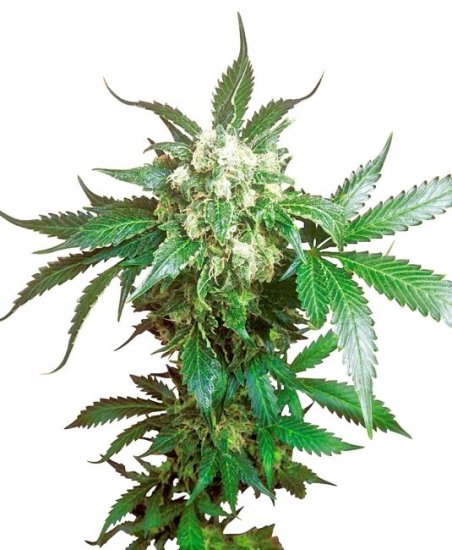 (Bild für) Black Domina Feminised Seeds