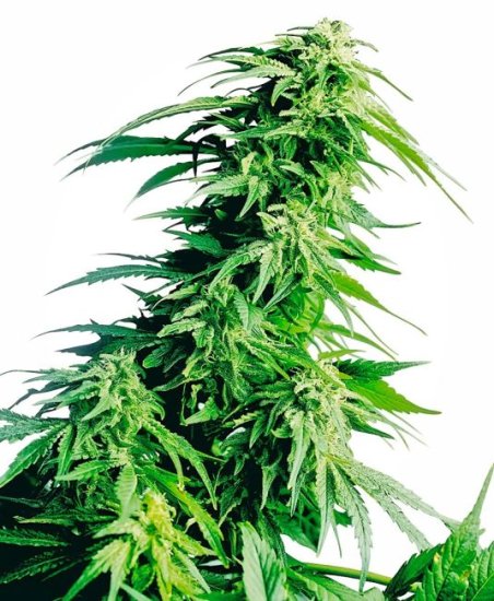 (Bild für) Hindu Kush Feminised Seeds