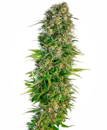 (Bild für) Hindu Kush Auto Feminised Seeds