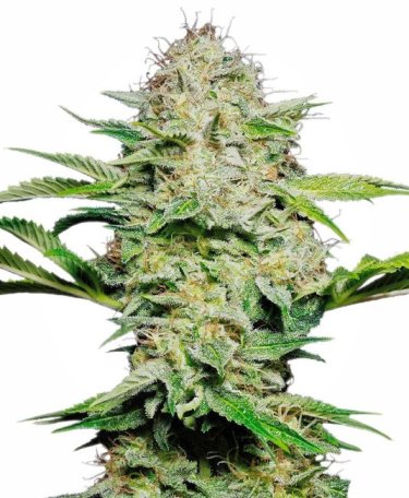 (Bild für) Sensi Skunk Auto Feminised Seeds