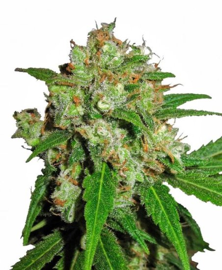 (Bild für) Sensi Skunk Feminised Seeds