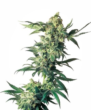 (Bild für) Northern Lights Feminised Seeds