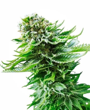 (Bild für) Northern Lights Auto Feminised Seeds