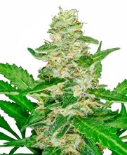 (Bild für) Super Skunk Auto Feminised Seeds