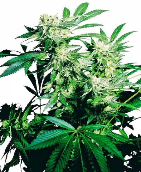 (Bild für) Skunk Kush Feminised Seeds