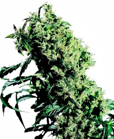 (Bild für) NL#5 x Haze Feminised Seeds