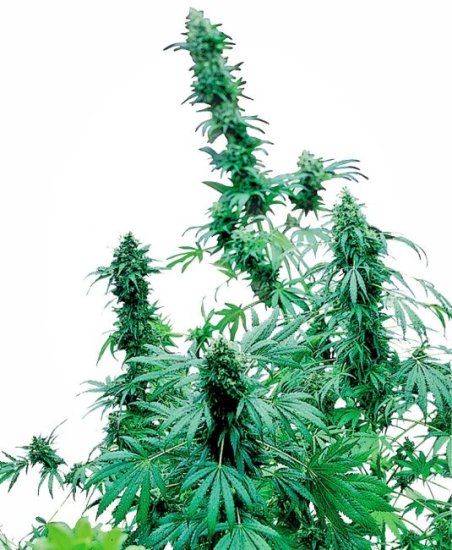 (Bild für) Early Skunk Feminised Seeds