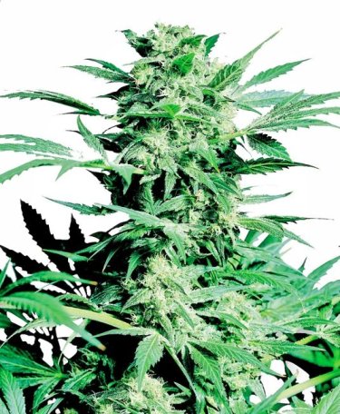 (Bild für) Shiva Skunk Feminised Seeds