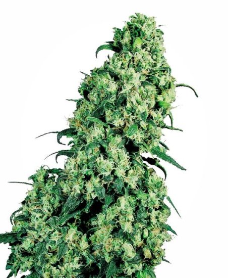 (Bild für) Skunk #1 Feminised Seeds