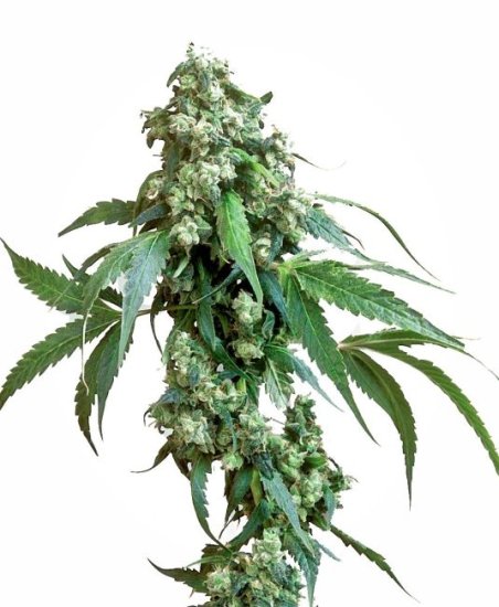 (Bild für) Jack Flash #5 Feminised Seeds