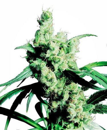 (Bild für) Silver Haze Feminised Seeds