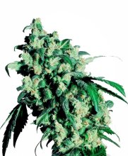 (Bild für) Super Skunk Feminised Seeds