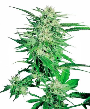 (Bild für) Big Bud Feminised Seeds